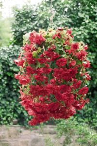    Illumination F1 Scarlet - 5 .