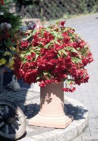    Illumination F1 Scarlet - 5 .