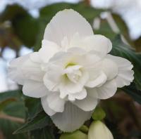    Illumination F1 White - 5 .