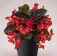  BIG F1 Red bronze leaf ( ) - 3 .