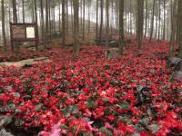  BIG F1 Red bronze leaf ( ) - 3 .