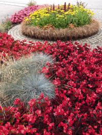  BIG F1 Red bronze leaf ( ) - 3 .