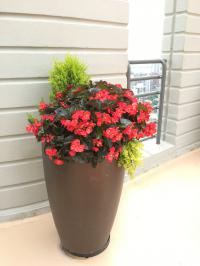  BIG F1 Red bronze leaf ( ) - 3 .
