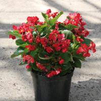    Fairyland Red - 10 .