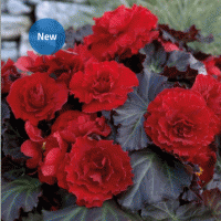    Nonstop Mocca F1 Deep Red imp. ! - 5 