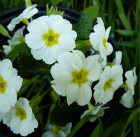 662A WHITE JULIANAS. ! - 5 .