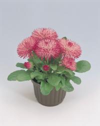  Roggli Rose - 10 