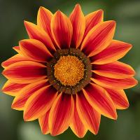   BIG KISS orange flame - 5 .