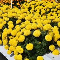   Big Duck Yellow - 5 .