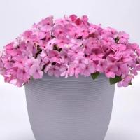   Beacon Light Pink. ! - 5 .