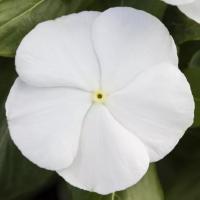  F1 Blockbuster White - 5 .
