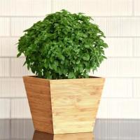  Bonsai. ! - 10 .