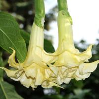  Angel's Trumpet Double Yellow - 5 .