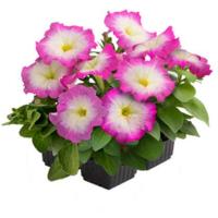   BOOM! HD Rose Morn. ! - 10 .