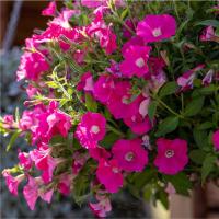  F1 BOOM Trailing Rose. ! - 5 .