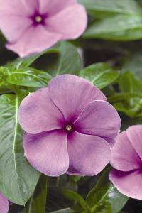   SunStorm F1 purple - 10 .