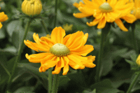   Amarillo Gold - 5 .