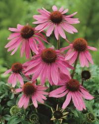   PRAIRIE SPLENDOR DEEP ROSE - 5 .