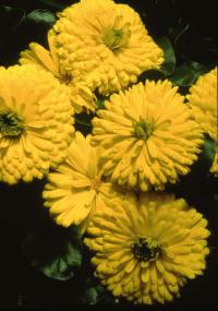  Bon Bon Yellow - 10 .