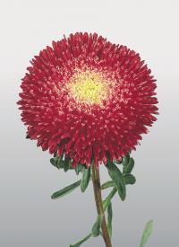  Benary's Princess Bright Red - 10 .
