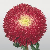   Benary's Princess Bright Red - 10 .