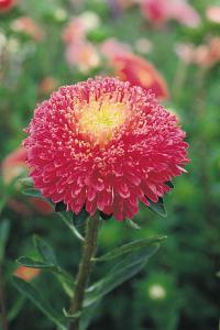   Benary's Princess Bright Rose - 10 .