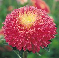   Benary's Princess Bright Rose - 10 .