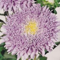  Benary's Princess Light Blue - 10 .