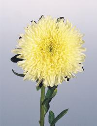   Benary's Princess Yellow - 10 .