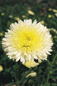   Benary's Princess Yellow - 10 .