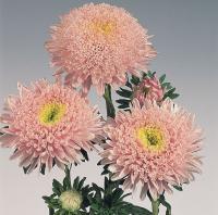   Standy Light Pink - 10 .