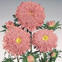   Standy Salmon Pink - 10 .