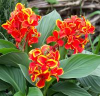   Cannova F1 Red Golden Flame - 3 .