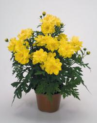  Limara Lemon - 10 .