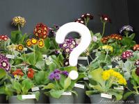 555-y SHOW & ALPINE AURICULAS  - 5 .