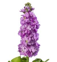    Centum Lavender - 10 .