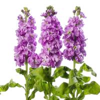    Centum Lavender - 10 .