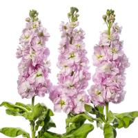    Centum Soft Pink - 10 .