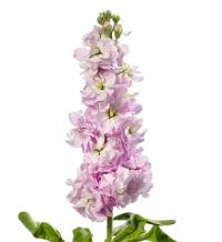    Centum Soft Pink - 10 .
