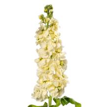    Centum Cream - 10 .