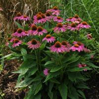   PowWow Wild Berry - 3 .