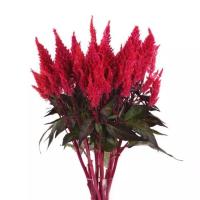   Sunday Red Imp. - 3 