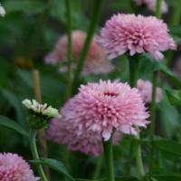   Zinderella Lilac - 5 .