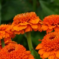   Zinderella Orange - 5 .