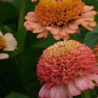   Zinderella Peach - 5 .