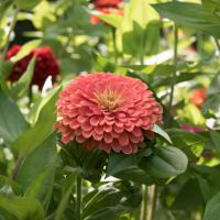   Benary's Giant Salmon Rose - 5 .