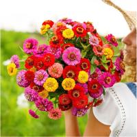  Scabiosa flowered mixed - 20 .