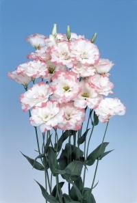   Echo F1 Pink Picotee - 5 .