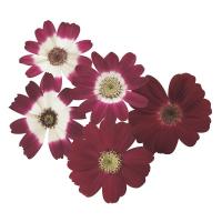   Star Wars Crimson Shades - 5 .