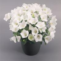   Clips White - 5 